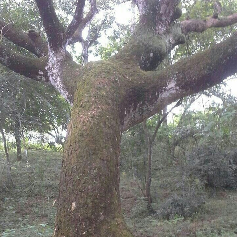 Acacia Wood Half Circle Ring With Stainless Steel Inlay Band Durable Fashion Jewelry For Men And Women Everyday Wear